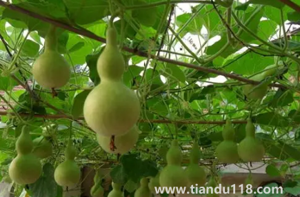 葫蘆是不是不能掛一對(duì) 2