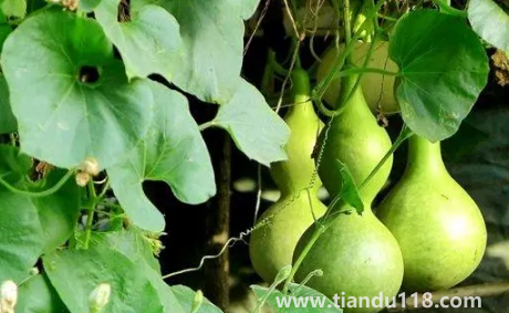 屬豬的能帶葫蘆嗎（家里最多掛幾個(gè)葫蘆）