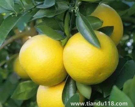 葡萄柚酸放幾天會(huì)不會(huì)甜2