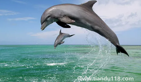 虎鯨到底是海豚還是鯨魚2