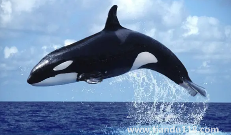 虎鯨到底是海豚還是鯨魚3