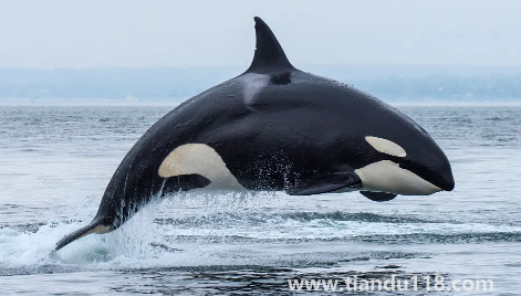 虎鯨表演對(duì)虎鯨的傷害(海洋館里的動(dòng)物痛苦嗎)(圖3) 虎鯨表演對(duì)虎鯨的傷害3