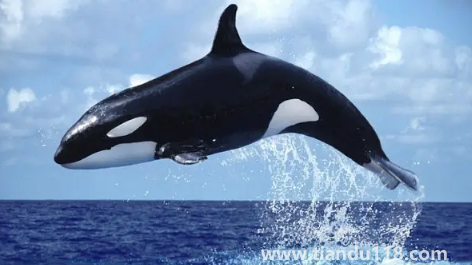 虎鯨表演對虎鯨的傷害（海洋館里的動物痛苦嗎）