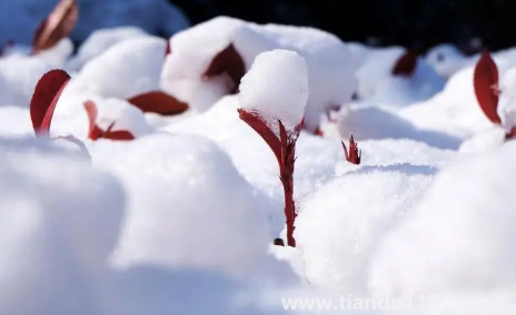 2022小雪這天下雪好還是晴天好2