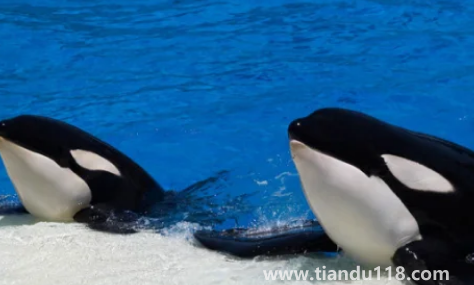 虎鯨說臟話是真是假3