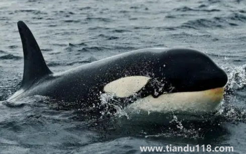 虎鯨現(xiàn)在全世界還剩幾只3