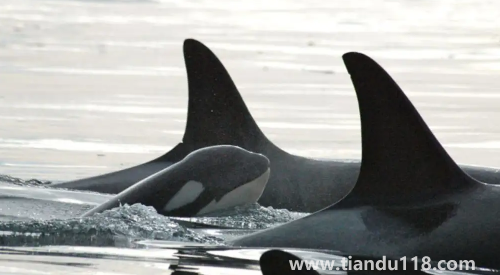 虎鯨多久要浮出水面呼吸（虎鯨吃什么食物）
