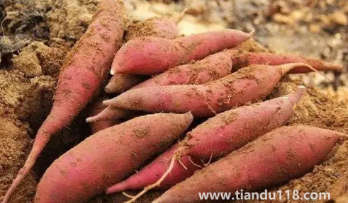 煙薯不甜放一段時間會甜嗎（煙薯放多久才甜）