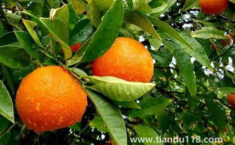 橙子揉一揉會變甜嗎（買回來的橙子太酸了怎么變甜）