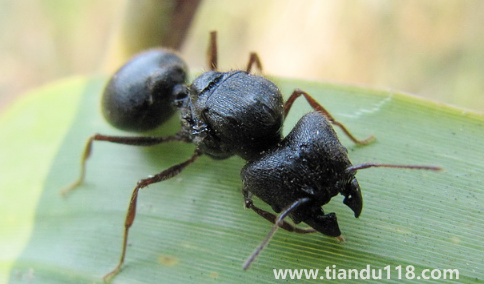 螞蟻放進(jìn)微波爐里加熱會死嗎（家里有螞蟻窩怎么處理）