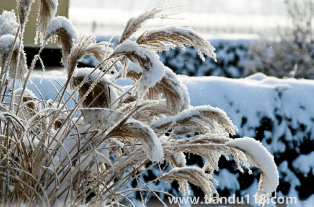 2023大寒當天冷點好還是熱點好（大寒時節(jié)天氣暖和為啥不好）