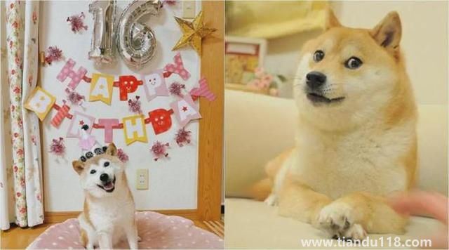 Doge表情包原型柴犬患白血病和肝?。ㄔ摬袢蔷W絡流行表情包“Doge”的原型）