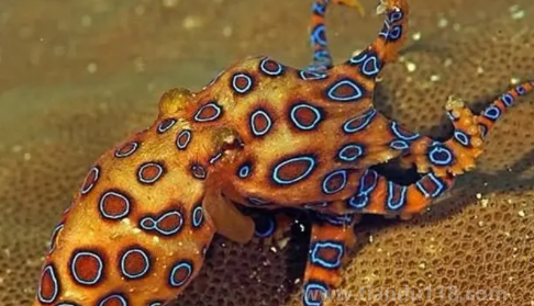 藍環(huán)章魚毒性排第幾（藍環(huán)章魚的天敵是誰）