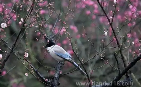 2023立春以后氣溫開始回暖嗎（立春以后氣溫有什么變化）